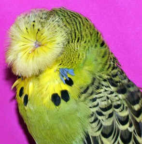 jones%20086.jpg (31145 bytes)